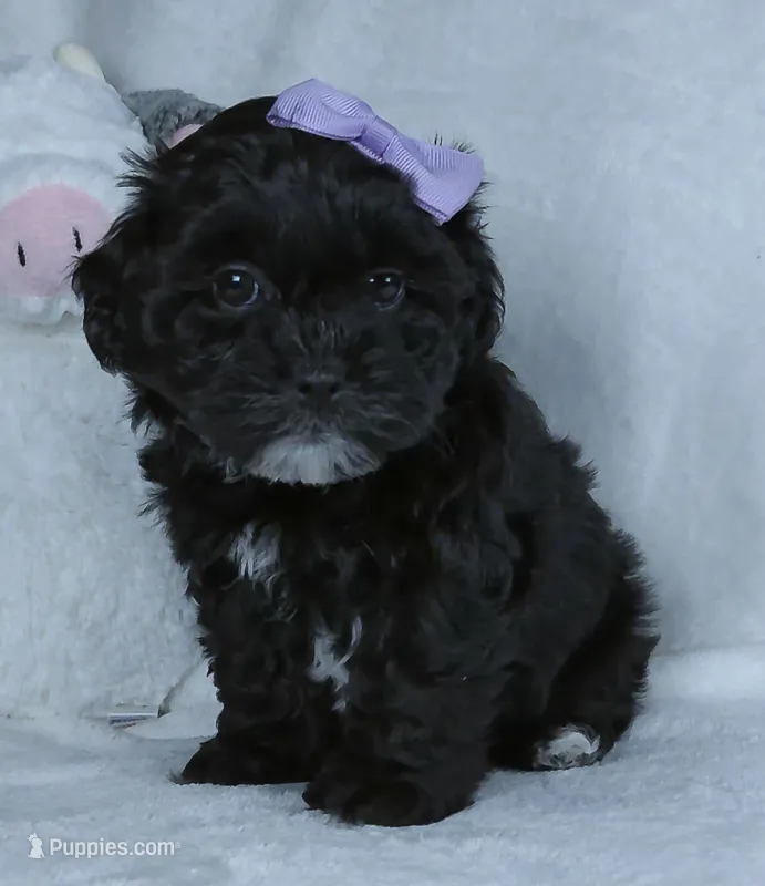 Darla – Shihpoo puppy for sale in Millersburg, OH