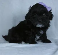 Darla, a female Shihpoo for sale in Millersburg, OH – Photo 2 of 4