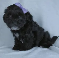 Darla, a female Shihpoo for sale in Millersburg, OH – Photo 3 of 4