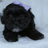 Darla, a female Shihpoo for sale in Millersburg, OH – Photo 4 of 4