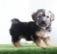 Piper, a female Bichon Frise and Yorkshire Terrier for sale in Millersburg, OH – 3 of 4