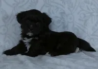 Oslo, a male Bichon Frise and Shih Tzu for sale in Millersburg, OH – Photo 4 of 4