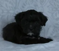 Oslo, a male Bichon Frise and Shih Tzu for sale in Millersburg, OH – Photo 2 of 4