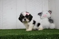 Dolly, a female Shih Tzu for sale in Millersburg, OH – 5 of 5