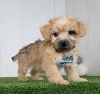 Bowser, a male Bichon Frise and Yorkshire Terrier for sale in Millersburg, OH – 4 of 4