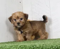 Ike, a male Shih Tzu and Yorkshire Terrier for sale in Millersburg, OH – 2 of 7