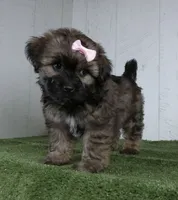 Lizzie, a male Shorkie for sale in Millersburg, OH – 3 of 4