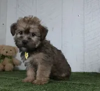 Arnie, a male Shorkie for sale in Millersburg, OH – 4 of 4