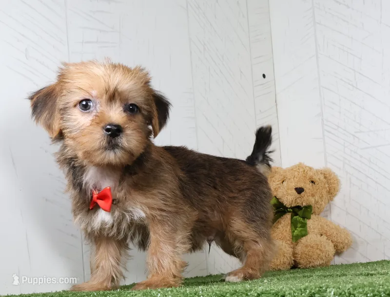 Drew – Shih Tzu, Yorkshire Terrier puppy for sale in Millersburg, OH