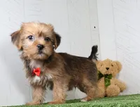 Drew, a male Shih Tzu and Yorkshire Terrier for sale in Millersburg, OH – 1 of 4