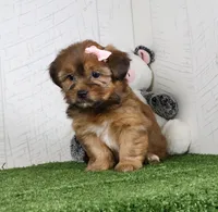 Kate, a female Shih Tzu and Yorkshire Terrier for sale in Millersburg, OH – 3 of 5