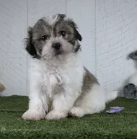 Bailey, a female Bichon Frise for sale in Millersburg, OH – 5 of 5