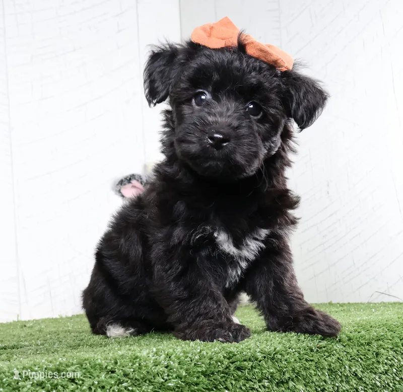 Kacey – Bichon Frise, Yorkshire Terrier puppy for sale in Millersburg, OH