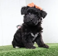 Kacey, a female Bichon Frise and Yorkshire Terrier for sale in Millersburg, OH – 1 of 6