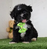 Carson, a male Bichon Frise and Shih Tzu for sale in Millersburg, OH – 2 of 3
