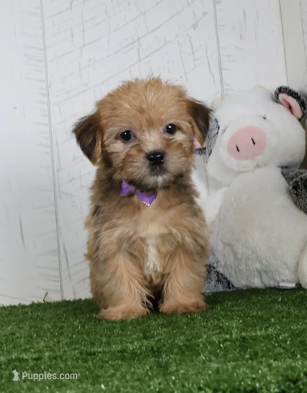 Waylon – Shih Tzu, Yorkshire Terrier puppy for sale in Millersburg, OH