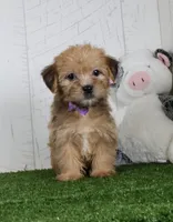 Waylon, a male Shih Tzu and Yorkshire Terrier for sale in Millersburg, OH – 1 of 5