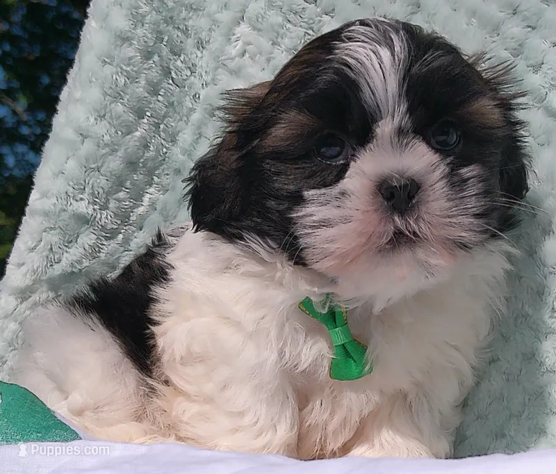 Patches – Shih Tzu puppy for sale in Millersburg, OH