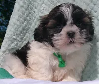 Patches, a male Shih Tzu for sale in Millersburg, OH – 1 of 5