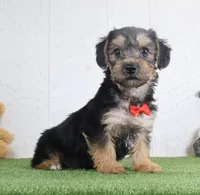 Parker, a male Bichon Frise and Yorkshire Terrier for sale in Millersburg, OH – 2 of 4
