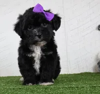 Stacey, a female Bichon Frise and Shih Tzu for sale in Millersburg, OH – 1 of 4