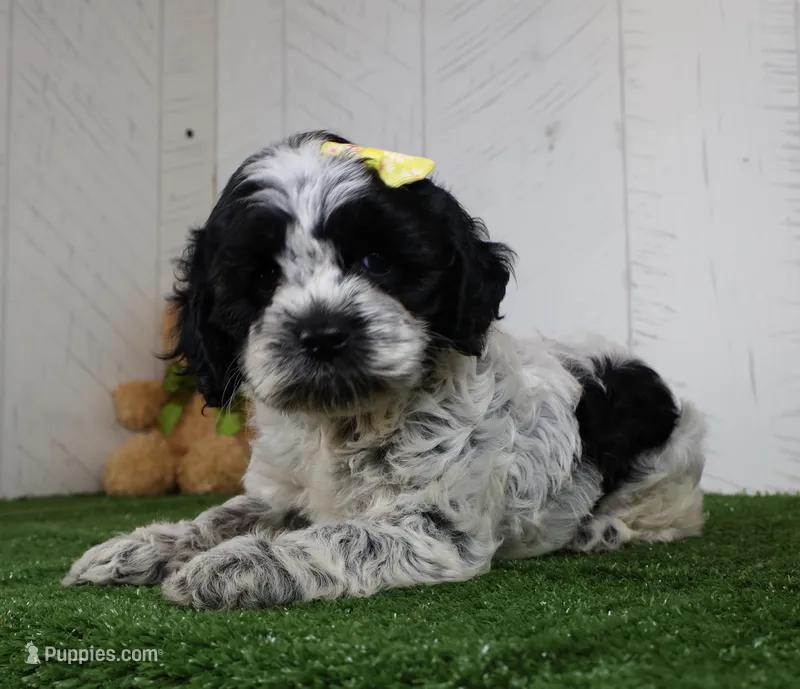 Debbie – Cockapoo puppy for sale in Millersburg, OH