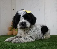 Debbie, a female Cockapoo for sale in Millersburg, OH – 1 of 4
