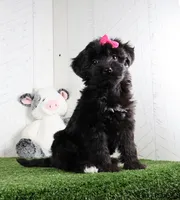 Stella, a female Bichon Frise and Yorkshire Terrier for sale in Millersburg, OH – 1 of 5