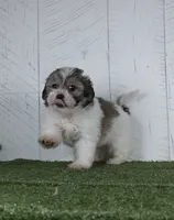 Bailey, a female Bichon Frise for sale in Millersburg, OH – 2 of 5