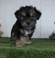 Earl, a male Shorkie for sale in Millersburg, OH – 2 of 3