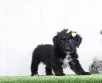 Pixel, a female Bichon Frise and Yorkshire Terrier for sale in Millersburg, OH – 2 of 3
