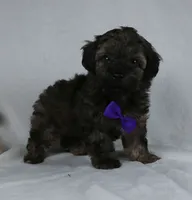 Zach, a male Yorkipoo for sale in Millersburg, OH – 2 of 3