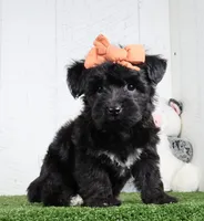 Kacey, a female Bichon Frise and Yorkshire Terrier for sale in Millersburg, OH – 2 of 6