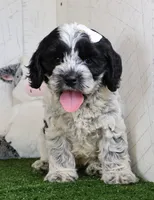 Cookie, a male Cockapoo for sale in Millersburg, OH – 2 of 3