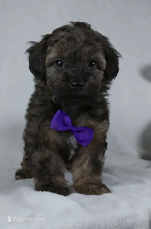 Zach – Yorkipoo puppy for sale in Millersburg, OH