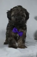 Zach, a male Yorkipoo for sale in Millersburg, OH – 1 of 3