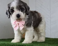 Bruno, a male Cockapoo for sale in Millersburg, OH – 4 of 4