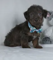 Silas, a male Yorkipoo for sale in Millersburg, OH – 3 of 4