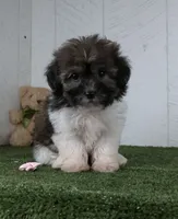 Mia, a female Bichon Frise for sale in Millersburg, OH – 2 of 4