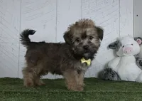 Arnie, a male Shorkie for sale in Millersburg, OH – 2 of 4