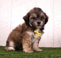 Cade, a male Bichon Frise and Shih Tzu for sale in Millersburg, OH – 4 of 4