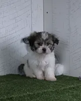 Bailey, a female Bichon Frise for sale in Millersburg, OH – 3 of 5