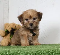Ike, a male Shih Tzu and Yorkshire Terrier for sale in Millersburg, OH – 5 of 7