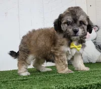 Cade, a male Bichon Frise and Shih Tzu for sale in Millersburg, OH – 3 of 4