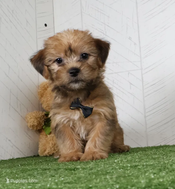 Ike – Shih Tzu, Yorkshire Terrier puppy for sale in Millersburg, OH