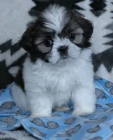Otis, a male Shih Tzu for sale in Millersburg, OH – Photo 2 of 5