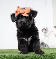Kacey, a female Bichon Frise and Yorkshire Terrier for sale in Millersburg, OH – 3 of 6