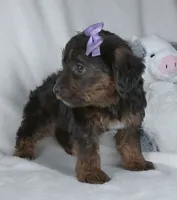 Remi, a female Yorkipoo for sale in Millersburg, OH – 2 of 4