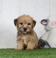 Waylon, a male Shih Tzu and Yorkshire Terrier for sale in Millersburg, OH – 3 of 5