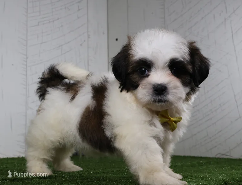 Justin – Shih Tzu puppy for sale in Millersburg, OH